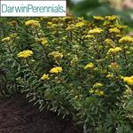 Sedum Yellow Diamonds
