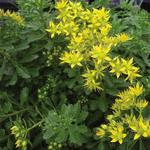 Sedum Kamtschaticum Yellow