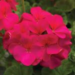 Seed Geranium Pinto Violet