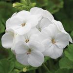 Seed Geraniums Pinto White