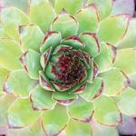 Sempervivum Carmen