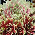 Sempervivum Commander Hay