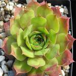 Sempervivum Emerald Giant