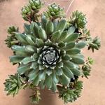 Sempervivum Jade Rose