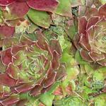 Sempervivum Red Heart