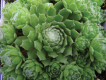Sempervivum Spring Beauty