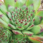 Sempervivum Tip Top