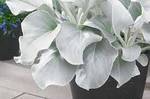 Senecio Angel Wing