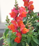 Snapdragon Candy Tops Orange