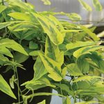 Solanum Yellow Zebra