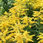 Solidago Little Miss Sunshine