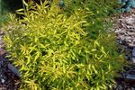 Spiraea Mellow Yellow