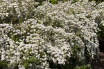 Spiraea Renaissance Bridalwreath