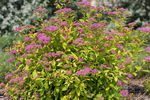 Spiraea First Editions® Little Spark™
