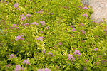 Spiraea First Editions® Sundrop™