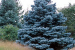 Spruce Baby Blue® Colorado