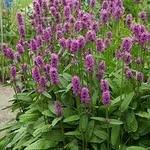 Stachys Hummelo