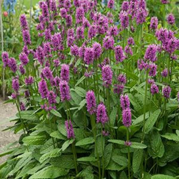 Stachys Hummelo Goode Greenhouses