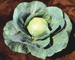 Cabbage Stonehead