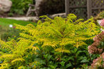 Sumac First Editions® Tiger Eyes®