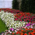 Sunpatiens