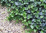 Thorndale Ivy