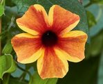 Thunbergia Amber
