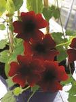 Thunbergia  Brownie