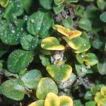 Thymus Doone Valley