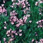 Thymus Pink Chintz