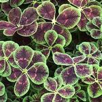 Trifolium Lucky Purpurascens