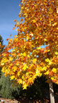 Tuliptree