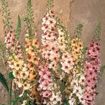 Verbascum Southern Charm Mix