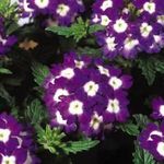 Verbena Obsession Blue w/ eye