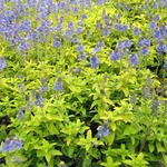 Veronica Aztec Gold