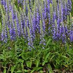 Veronica Blue Sprite