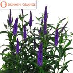 Veronica Candela Purple