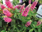 Veronica Spicata Red Fox