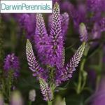 Veronica Skyward Lilac