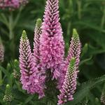 Veronica Skyward Pink