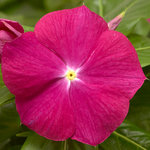 Vinca Cora XDR Cranberry