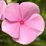 Vinca Cora XDR Light Pink