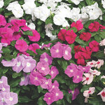 Vinca Cora XDR Mix