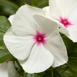 Vinca Cora XDR Polka Dot