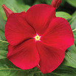 Vinca Cora Red