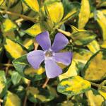 Vinca Minor Illumination