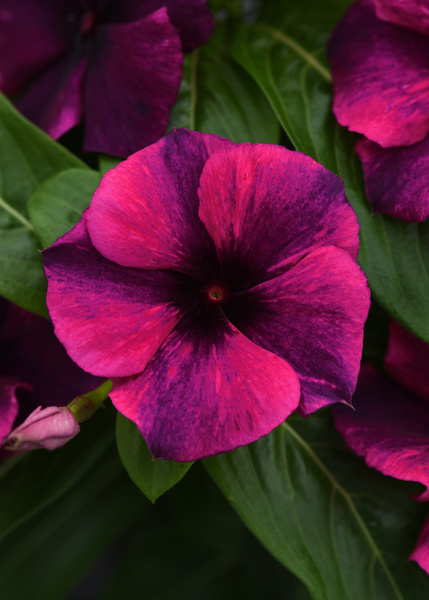 Vinca Tattoo Black Cherry - Goode Greenhouses