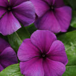 Vinca Tattoo Blueberry
