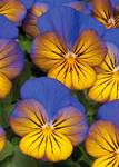 Viola Morpho