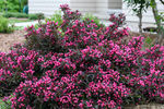 Weigela Spilled Wine